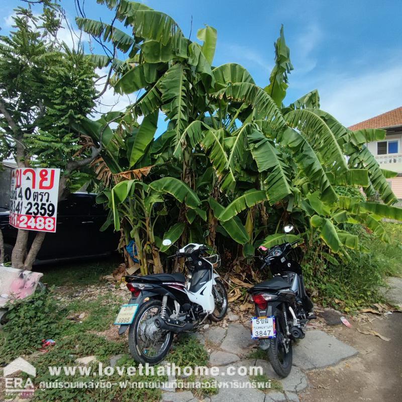 ขายที่ดินถูกมาก ซ.แสมดำ 3 บางขุนเทียน ใกล้ถนนพระราม 2 หลังวัดพรหมรังษี พื้นที่ 40 ตรว. ติดบ้านเช่าสีรุ่ง ล็อก 6 แปลงสวย