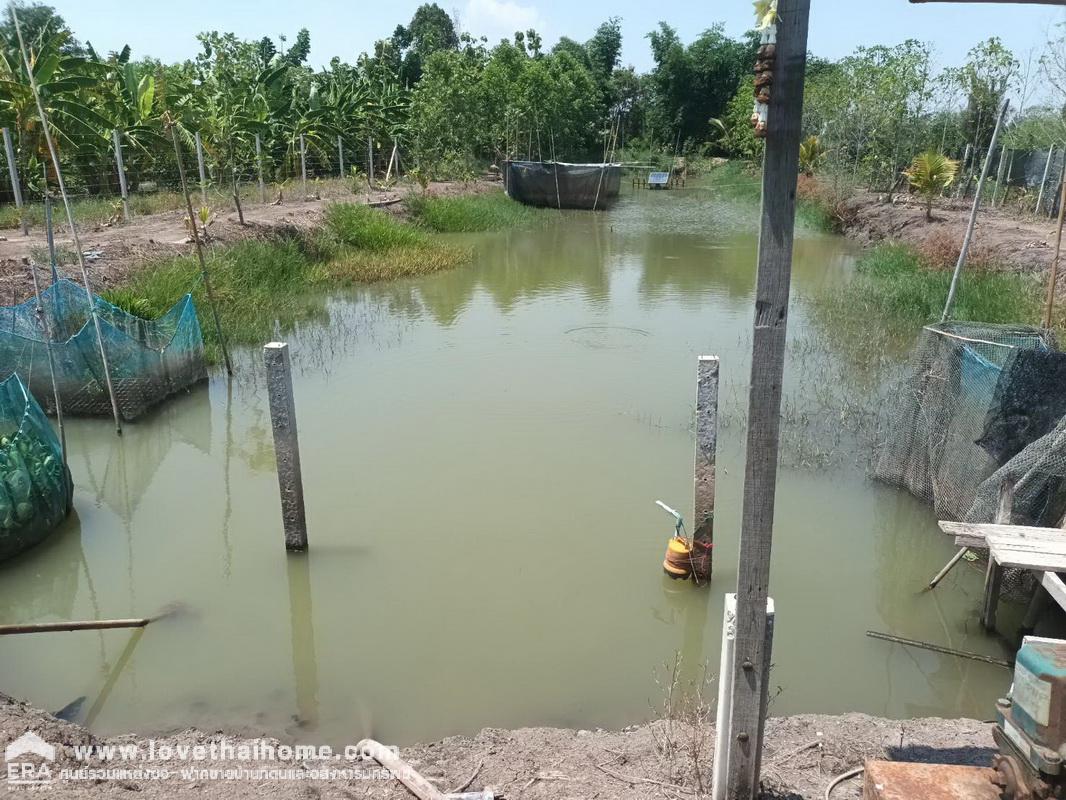 ขายที่ดิน ถ.เลียบคลอง 10 ซ.แม่สละ หนองเสือ ปทุมธานี พื้นที่่ 600 ตรว. ราคาถูก ใกล้ อบต.บึงกาสาม และใกล้ที่ทำการผู้ใหญ่บ้าน หมู่ที่ 4