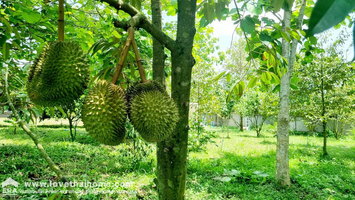 ขายที่ดินพร้อมบ้านพักตากอากาศ จ.ปราจีนบุรี ต.บ้านพระ พื้นที่ 4-3-65.3 ไร่ พร้อมสวนเกษตรผสมผสาน อยู่ติดกองร้อยลาดกระเวนที่ 2 ทางขึ้นเขาใหญ่ปราจีนบุรี ค่ายพรหมโยธี ใกล้วงเวียนศาลนเรศวร