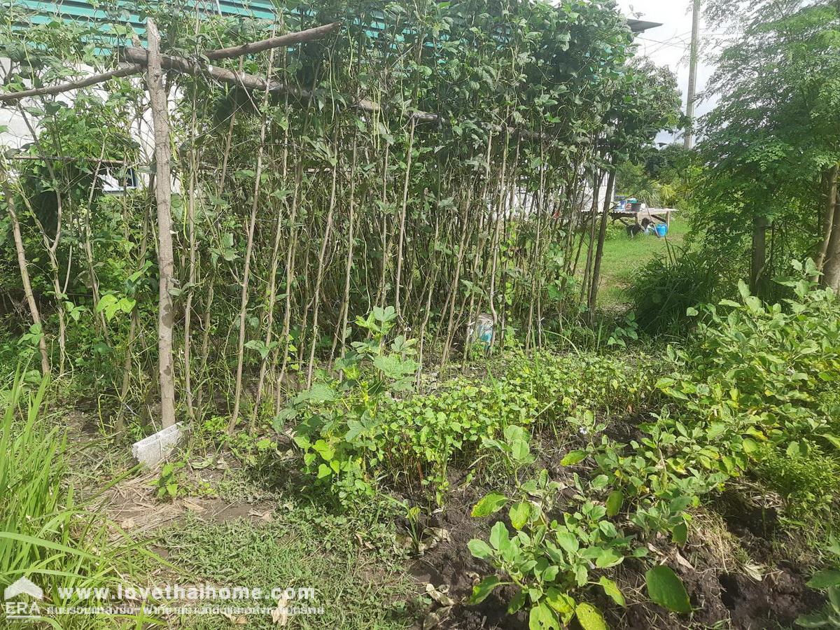 ขายถูกมากที่ดินเลียบคลองลากค้อน ไทรน้อย นนทบุรี พื้นที่ 135.5 ตรว. ใกล้ รพ.ส่งเสริมตำบลคลองลากค้อน