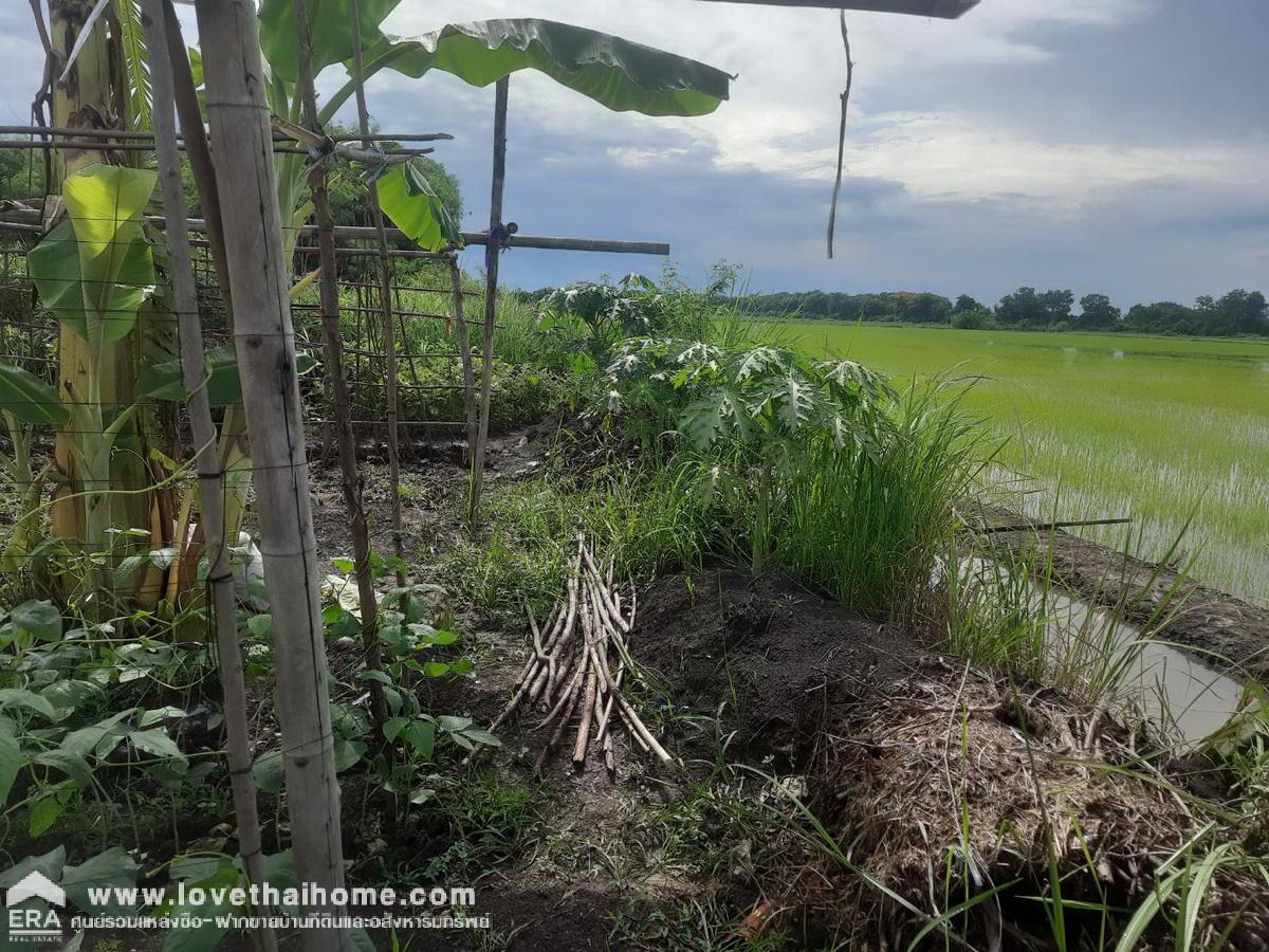 ขายถูกมากที่ดินเลียบคลองลากค้อน ไทรน้อย นนทบุรี พื้นที่ 135.5 ตรว. ใกล้ รพ.ส่งเสริมตำบลคลองลากค้อน