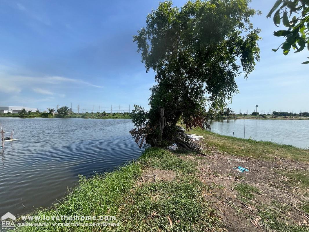 ขายที่ดิน ถนนรัตนโกสินทร์ 200 ปี ซอยนิคมอุตสาหกรรมเอเชีย ที่บ่อปลา 3 บ่อ ขายถูก  ติดถนนสาธารณะประโยชน์กว้าง 6 เมตร รวม 3 แปลง 3 โฉนด พื้นที่ 13-3-80.7 ไร่ ในนิคมอุตสาหกรรมเอเชีย (ASIA INDUSTRIAL ESTATE)