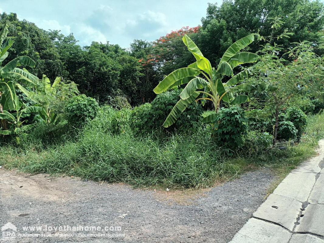 ขายที่ดิน ซอยคลองสาม 6/5 (ทรัพย์สำราญ) คลองหลวง ปทุมธานี ใกล้วัดพระธรรมกาย ห่างแค่กิโลกว่าๆ พื้นที่ 60 ตรว. ราคาถูกมาก จองด่วน