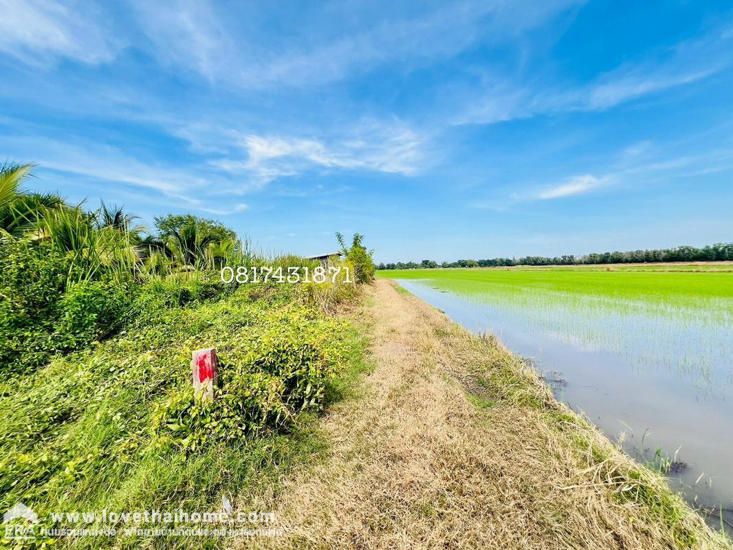 ขายที่ดิน แปลงมุม แถมบ้าน 1 หลัง หนองเสือ บึงกาสาม เนื้อที่ 404 ตรว. พิกัด สกัดห้า ปทุมธานี ใกล้วัดจุฬาจินดาราม รังสิต คลอง10