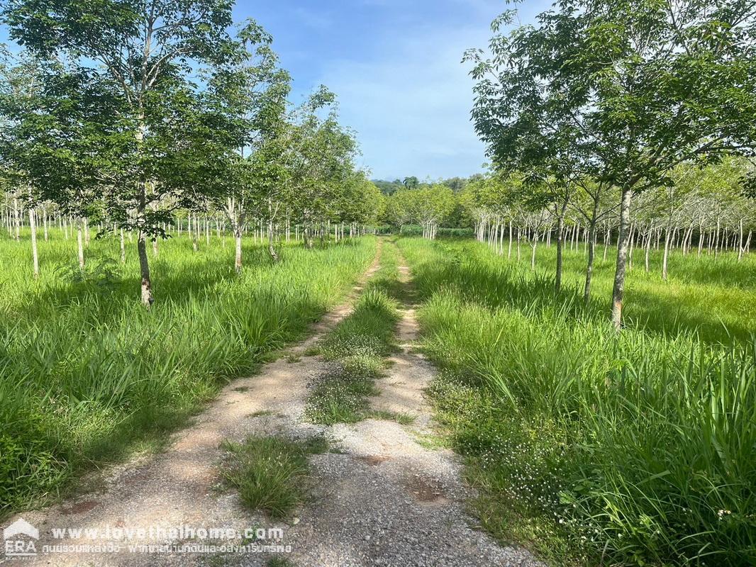 ขายที่ดินเปล่า ใกล้อุทยานแห่งชาติเขาใหญ่ ที่สวยถมแล้ว ใกล้เคียงอุทยานแห่งชาติเขาใหญ่ พื้นที่ 3 ไร่ ขาย 9 ล้านบาท ต.หมูสี อ.ปากช่อง จ.นครราชสีมา