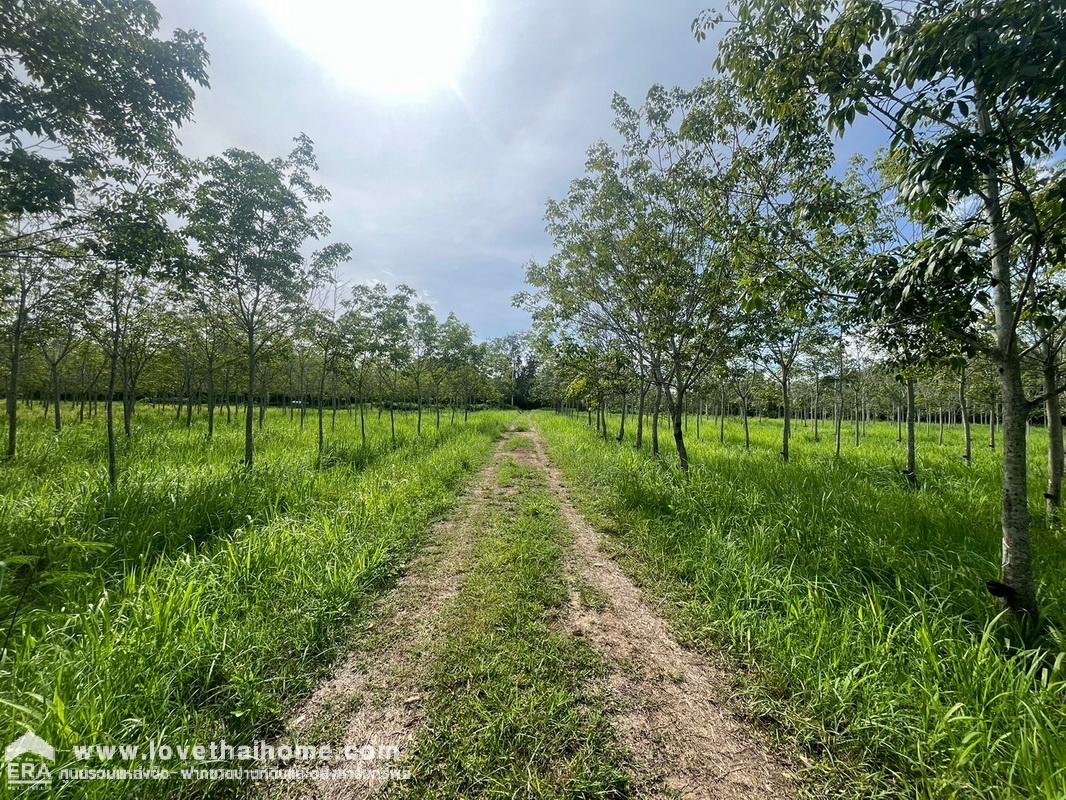 ขายที่ดินเปล่า ใกล้อุทยานแห่งชาติเขาใหญ่ ที่สวยถมแล้ว ใกล้เคียงอุทยานแห่งชาติเขาใหญ่ พื้นที่ 3 ไร่ ขาย 9 ล้านบาท ต.หมูสี อ.ปากช่อง จ.นครราชสีมา