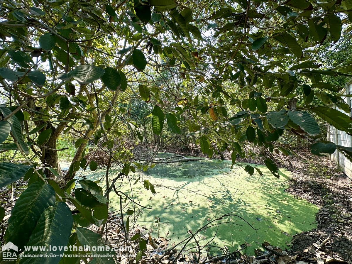 ขายที่ดิน ในซอยคลองสี่ตะวันตก 31 คลองหลวง ปทุมธานี พื้นที่ 800 ตรว. แปลงสี่เหลี่ยมผืนผ้าสวย ท้ายซอยมีถนนซีเมนต์ตัดใหม่ (คลองสาม) ราคาถูกมาก