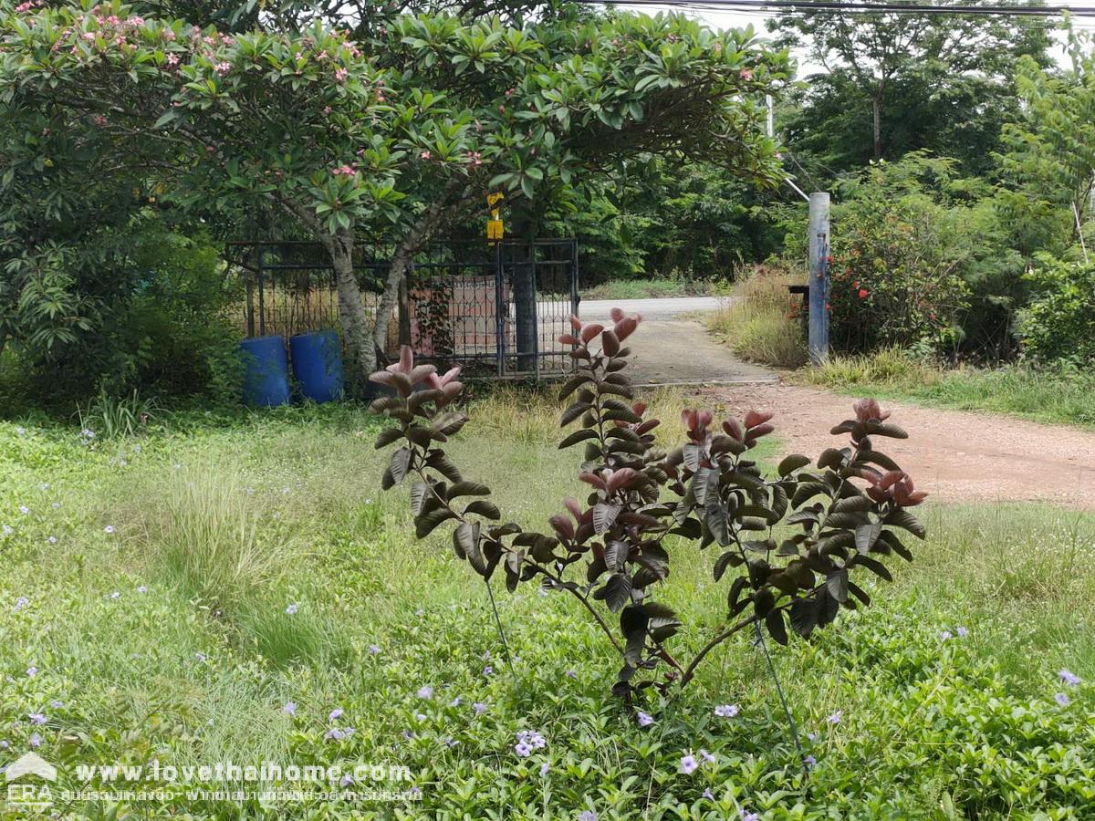 ขายที่ดินพร้อมบ้านชั้นเดียว ติดถนนเลียบคลอง10 รังสิต-นครนายก หนองเสือ พื้นที่ 400 ตรว. สามารถทำสวนได้อยู่ติดถนน หน้ากว้าง 20 เมตร