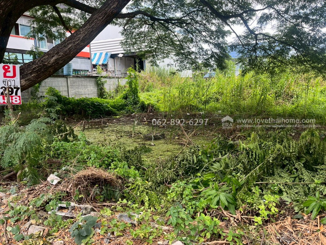 ขายที่ดิน ซอยเพชรเกษม108/5 ถ.พุทธมณฑลสาย4 หนองแขม ขนาด 205 ตารางวา ขาย 25,000 บาท/ตรว. ที่สวยทำเลดี ใจกลางกรุง สนใจโทร. 062-892-6297