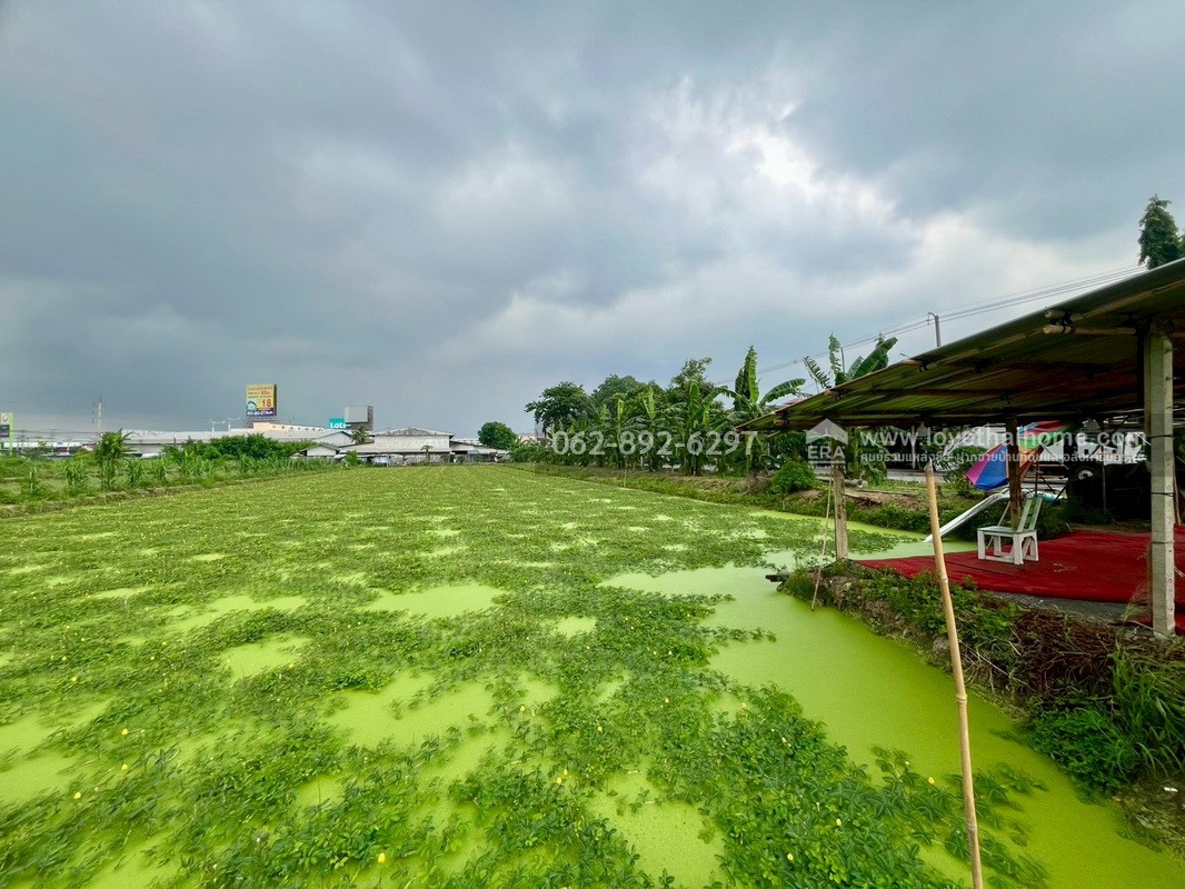 ขายที่ดิน ซอยบางเตย1 พุทธมณฑลสาย5 สามพราน นครปฐม ขนาด 3 ไร่ 3 งาน 78 ตารางวา ติดถนน แปลงสวย ทำเลทอง ขายในราคาสุดคุ้มค่า ทำเลแบบนี้หายากมากในย่านนี้