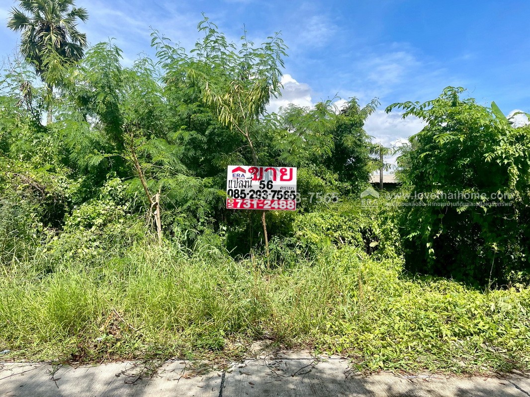 ขายถูกที่ดิน ลำลูกกา คลอง9 ซอยลำลูกกา181 (ซอยร่วมใจ1) พื้นที่ 56 ตารางวา แปลงสี่เหลี่ยมผืนผ้าสวย เหมาะสร้างบ้าน
