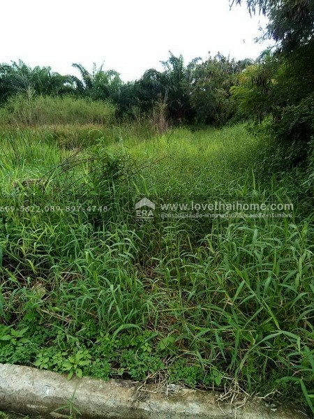 ขายที่ดิน ลำลูกกา(คลอง10) ซ.มรรคานุคา ปทุมธานี ติดถนนเมน ใกล้วัดนาป่าพง พื้นที่157.50ตร.วา ราคา920,000บาท ขายต่ำกว่าราคาตลาด มาเป็นเจ้าของด่วน! ช้าอาจหมด